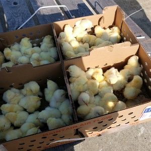 Meet your Posher, Sheena